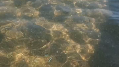 Анапа нашествие медуз 2023. Нашествие медуз. Медузы в азовском море 2023. Нашествие медуз в анапе 2024. Нашествие медуз анапа 2024.