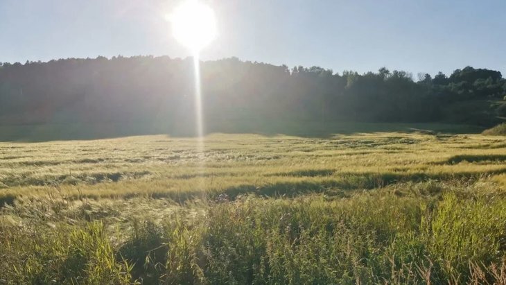    В 2023 году отмечено снижение тарифов при страховании урожая зерновых на 35%