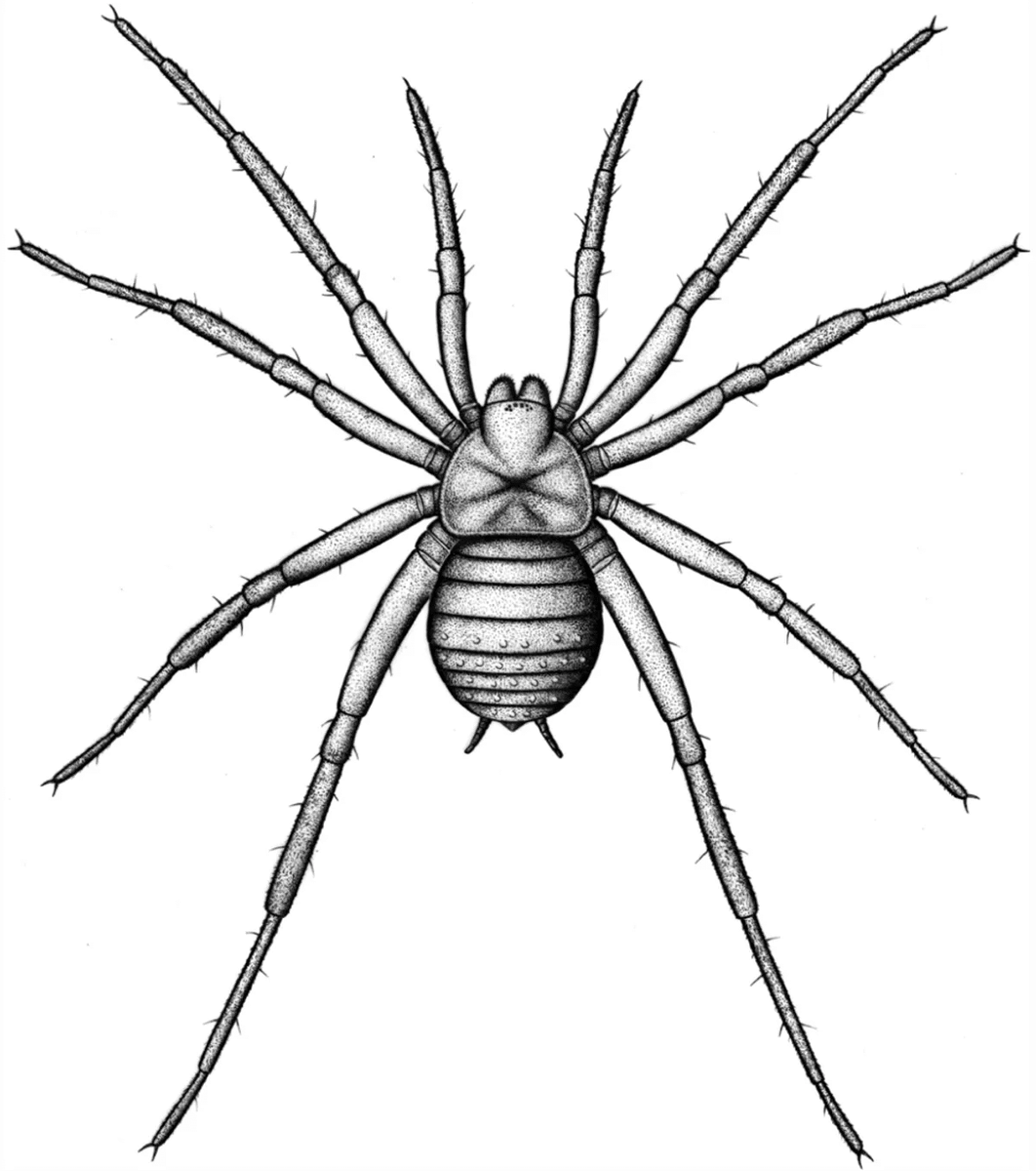   Arthrolycosa wolterbeeki / © Jason Dunlop, PalZ, 2023 (CC BY 4.0)
