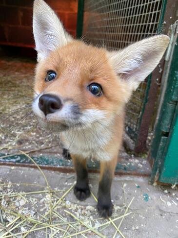 Фото: предоставлено белгородским зоопарком