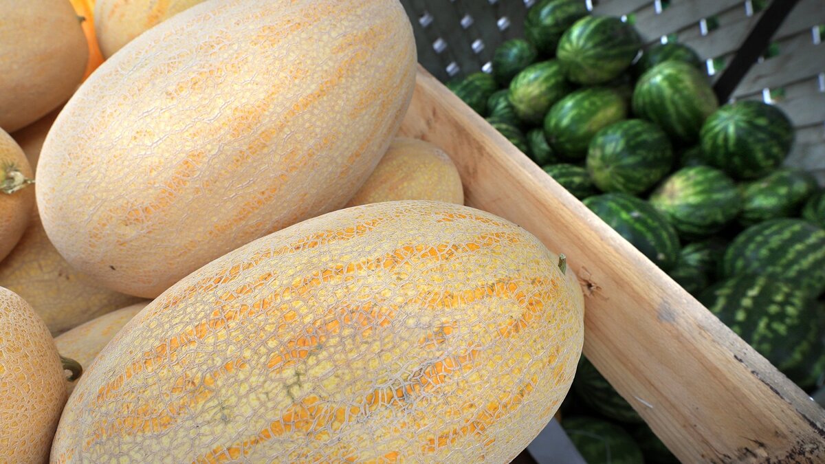    Бахчевые развалы в Москве© РИА Новости . Антон Денисов