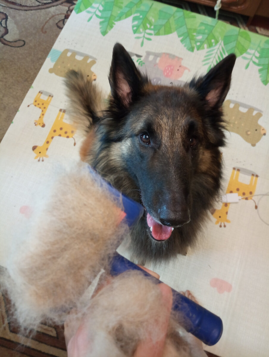 Груминг на дому. Фото автора