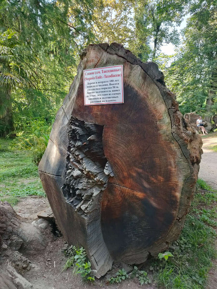 Ботанический сад Сухум