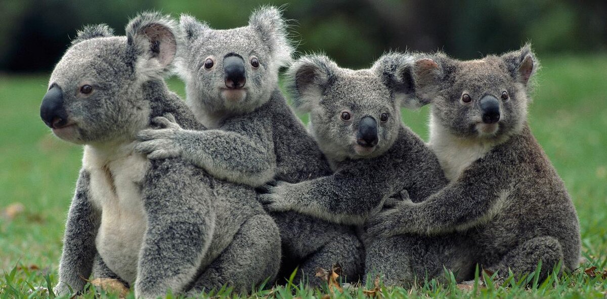 Редкий кадр - коалы на земле!