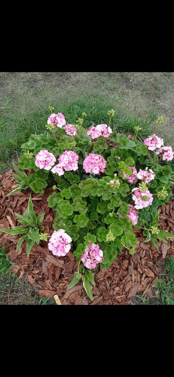 Пеларгония Ярка в цветнике