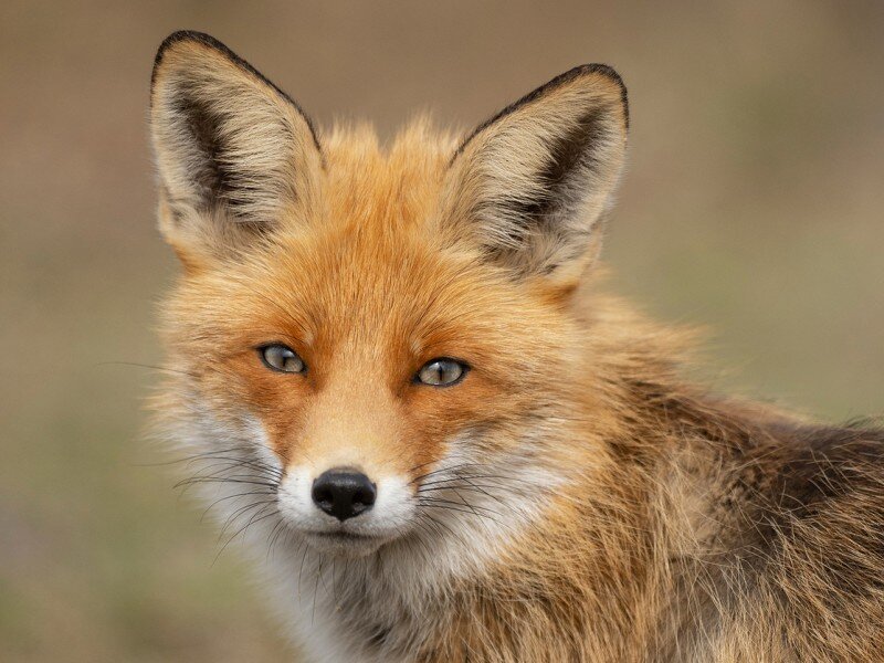    Новая функция Firefox защитит электронную почту пользователя от спама и трекинга