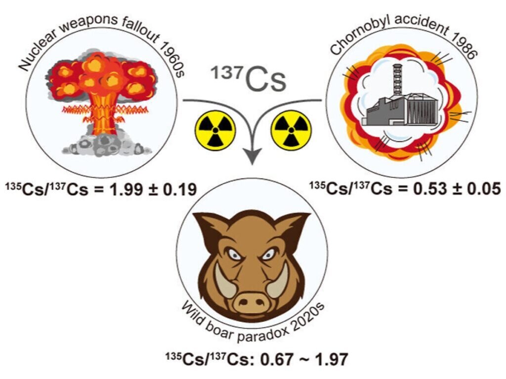 Радиоактивность европейских кабанов объяснили наследием ядерных испытаний |  Naked Science | Дзен