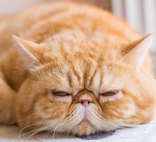 Диагностика поликистоза почек у кошек