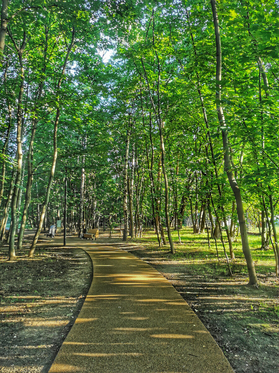 Утренняя дорожка в утреннем парке. 