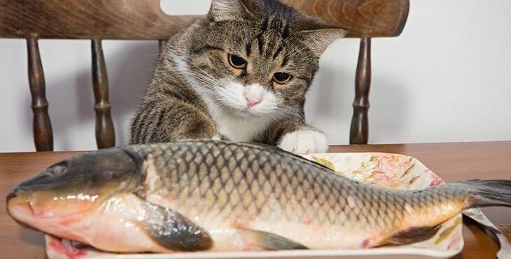 Можно ли кошкам рыбу | Тайная жизнь домашних питомцев | Дзен