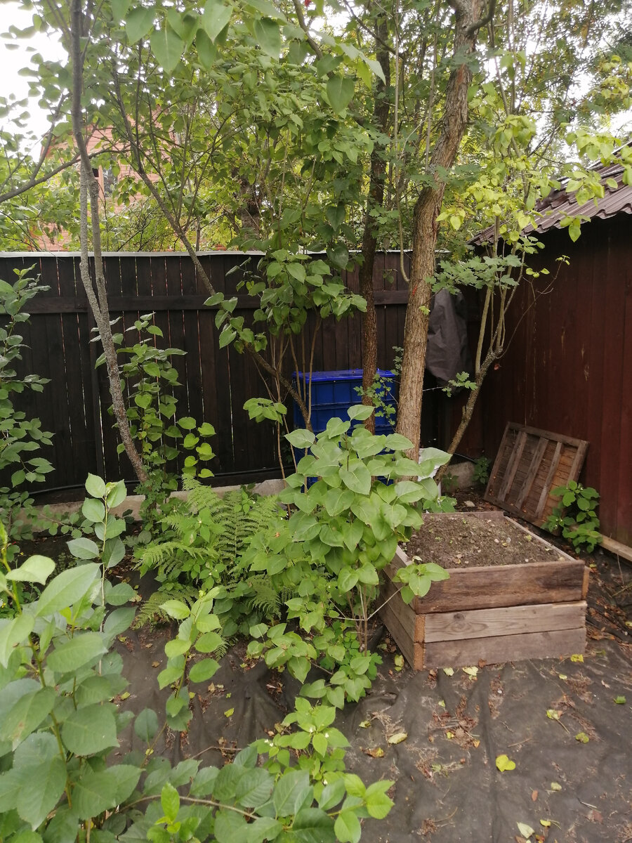 Здесь всегда тень. Червячки прикрыты от ветра и солнца. Ящик из досок - это не червячник, здесь временно сложили землю, которую вынули из ям под посадку растений.