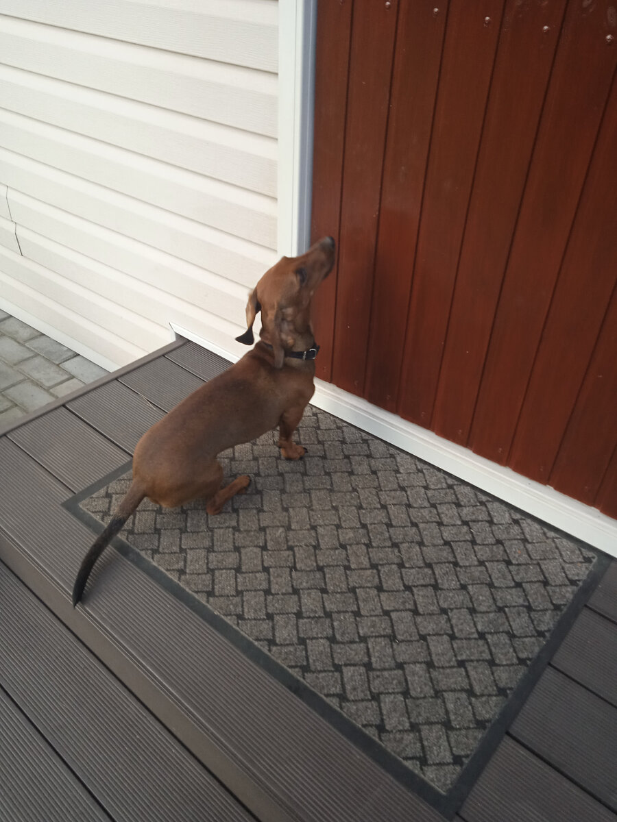 Я пришла домой