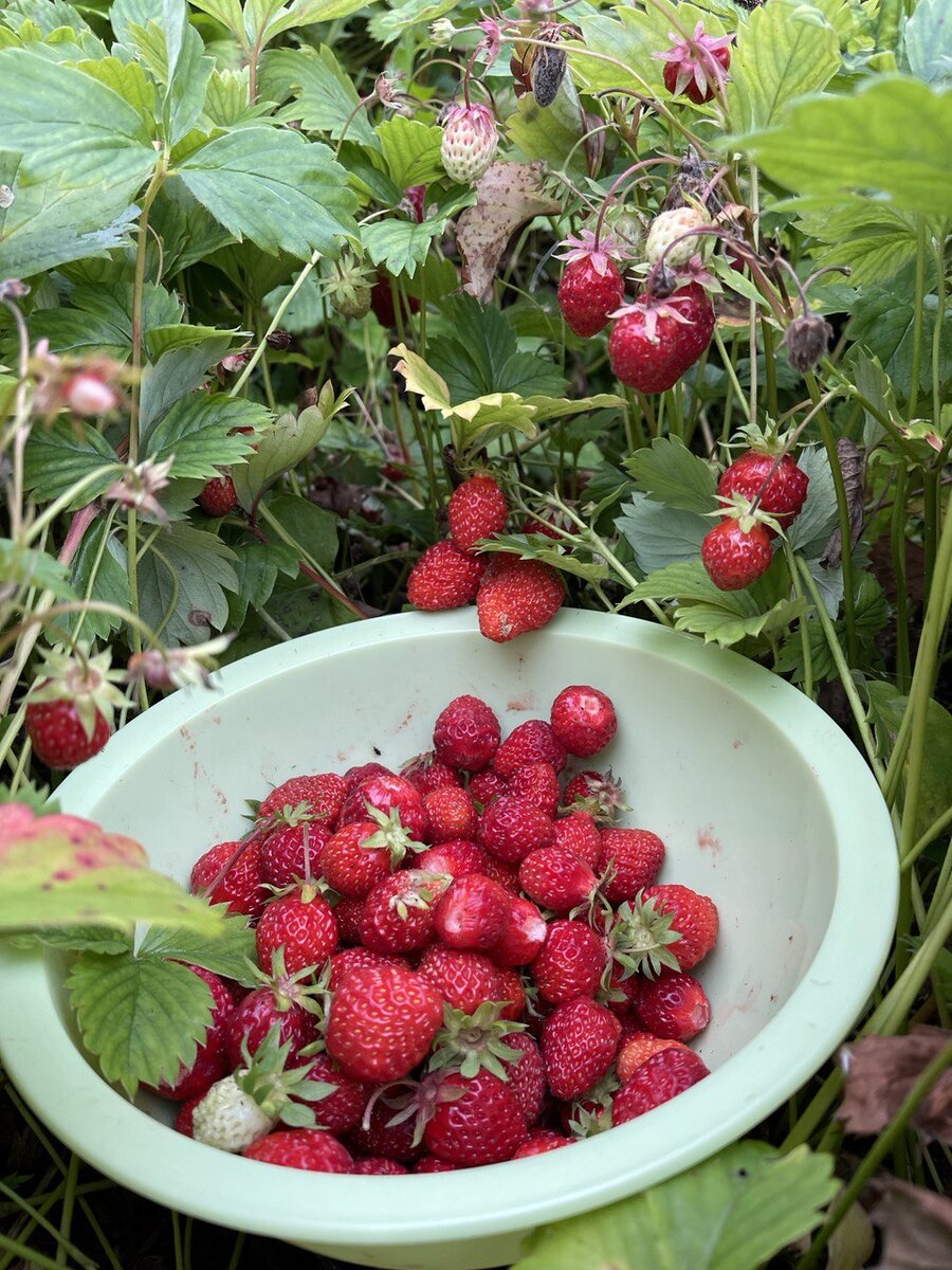 Заполярная клубника в конце августа