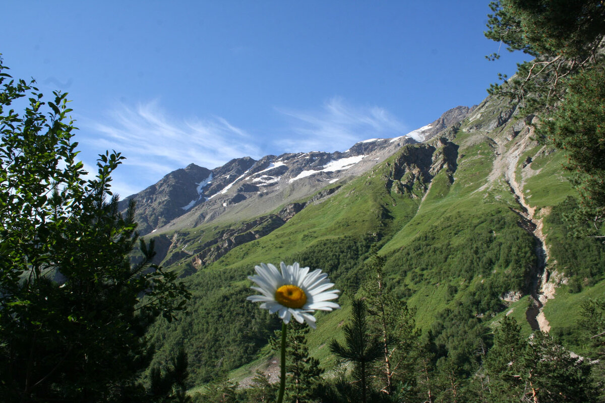 Ромашка кабардино-балкарская