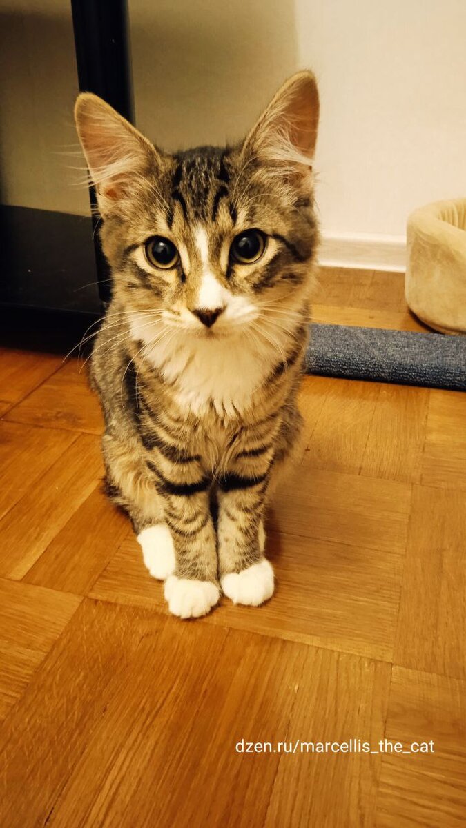 Марчеллис в возрасте 3 месяцев