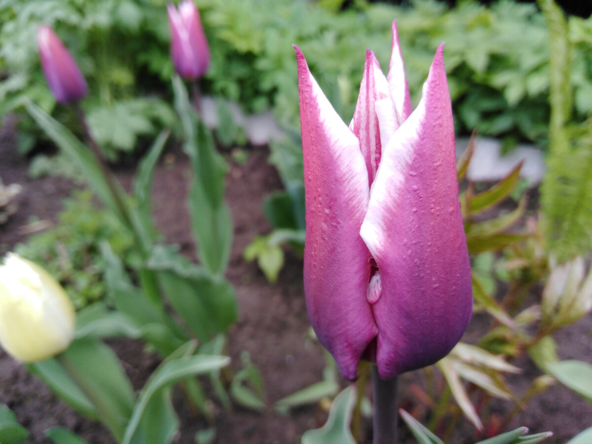 Тюльпан разбор 1. Лилиецветные тюльпаны во весь рост. Бубенчик лилиецветный. Тюльпан Питер де Люр ред Шайн. Разбор тюльпана.