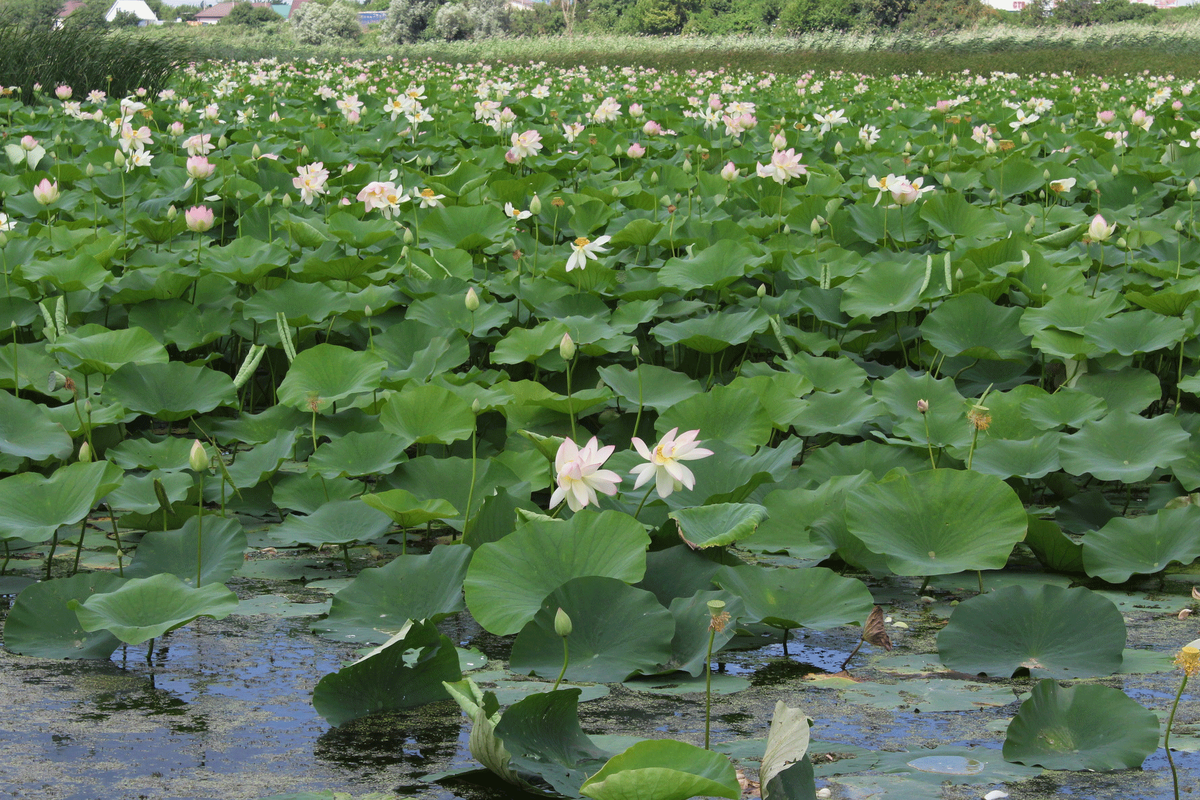 Лотос священный на озере