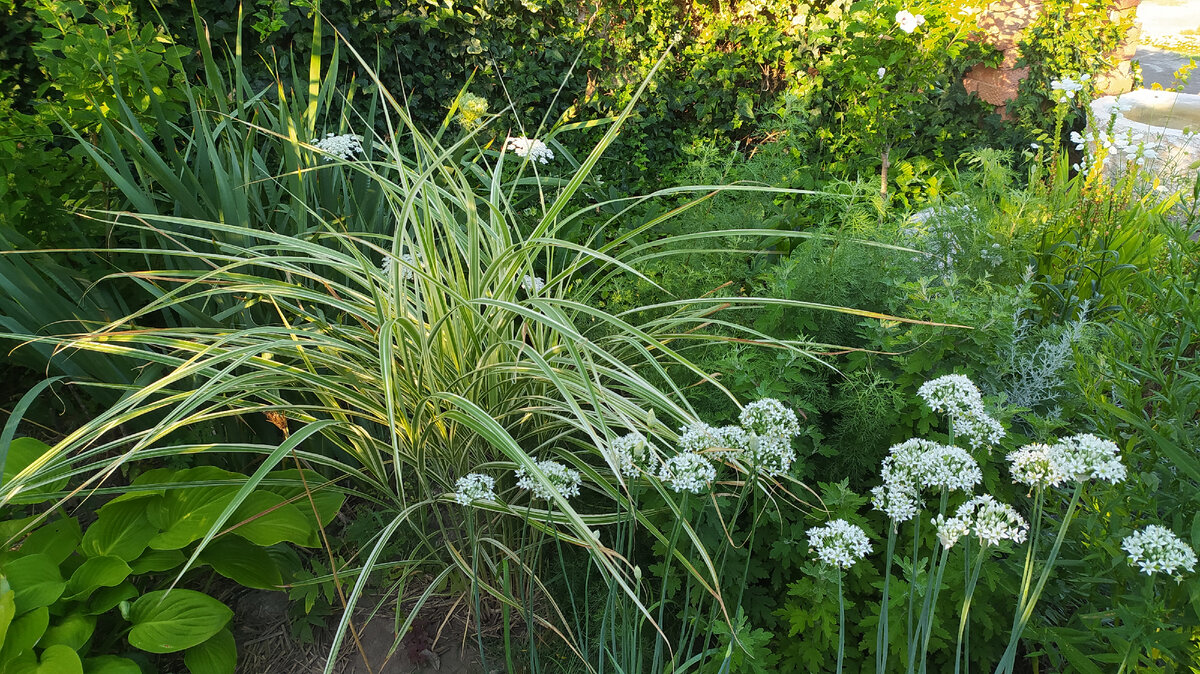 Лук джусай в белом цветнике. Он хорош и в декоративном садоводстве, и на кухне.