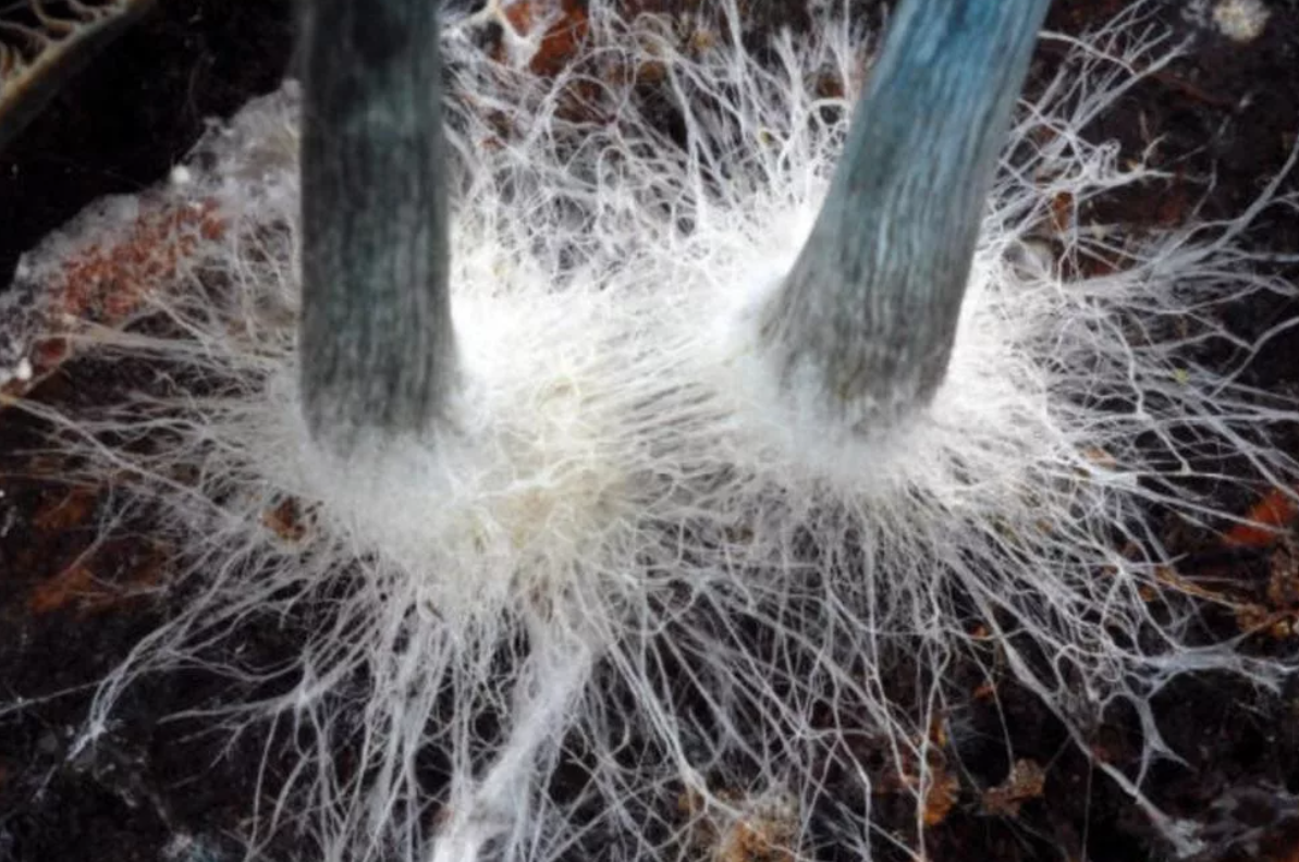 Многоклеточный мицелий. Грибница мицелий. Зигомицеты тип мицелия. Зигомицеты тип мицелия. Хламидоспоры кандида.