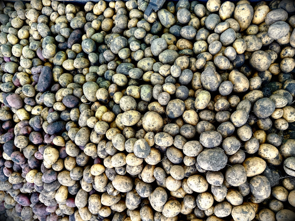 Урожай картофеля в этом году