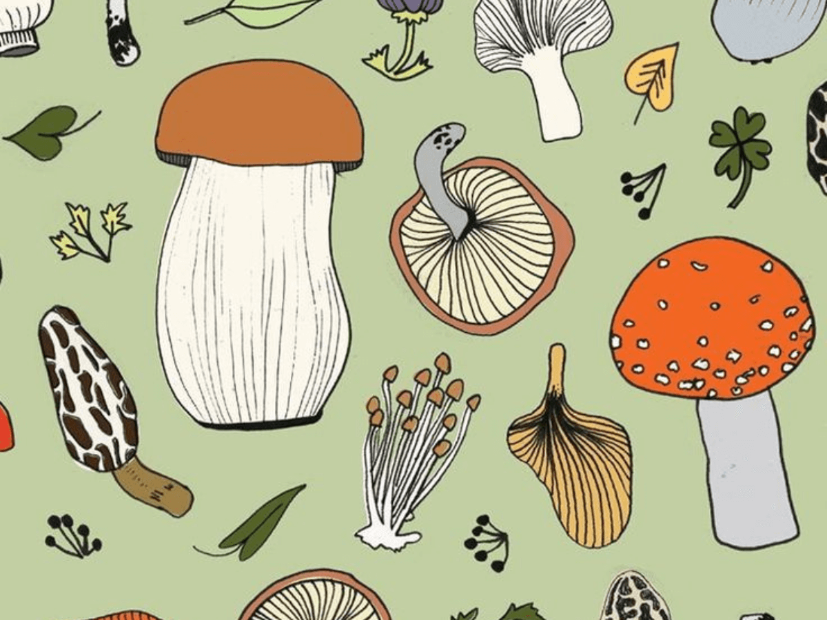 Источник: https://leso-vichok.ru. Грибы.