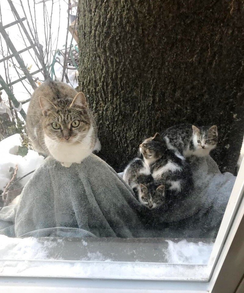 Кошачья семья. Источник фото: http://goodnewsanimal.ru/news/para_iz_nju_jorka_spasla_v_moroz_dvukh_kotjat_a_cherez_god_i_ikh_mamu/2019-02-05-7338