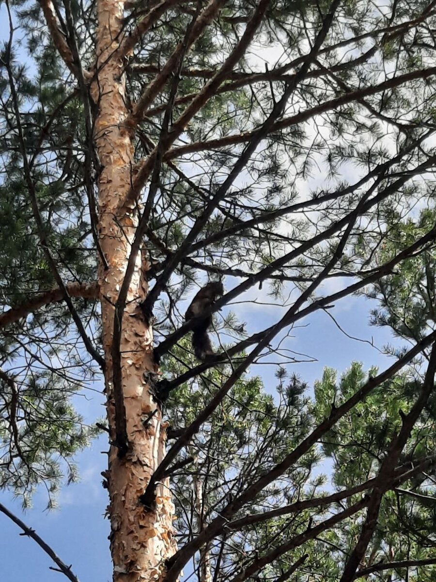 Фото автора. Гуляли по лесу и видели вот такую хвостатую красавицу-проказницу. В зубах она держала клочок травы - видимо, на подстилку себе в дупло))