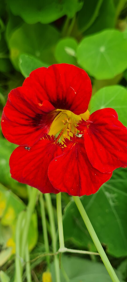 Фото моё. Цветок настурции.