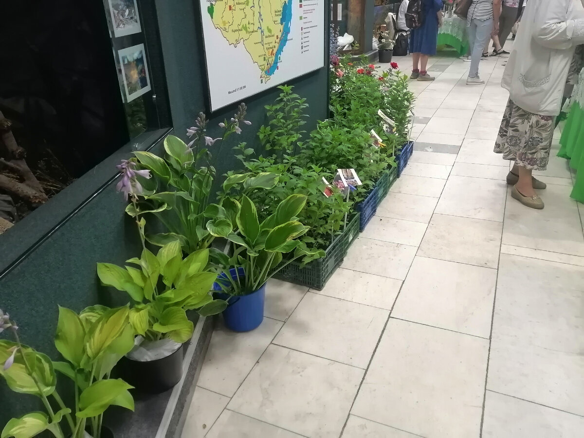 Саженцы гортензий и хост, Листайте галерею, Все фото мои