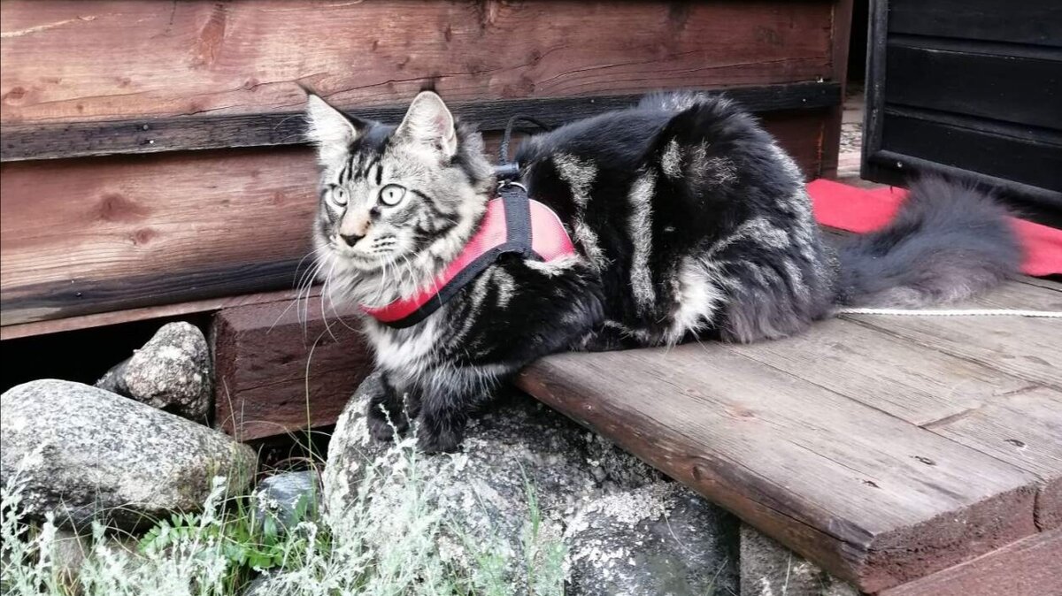 Космос на базе в долине Чулышмана