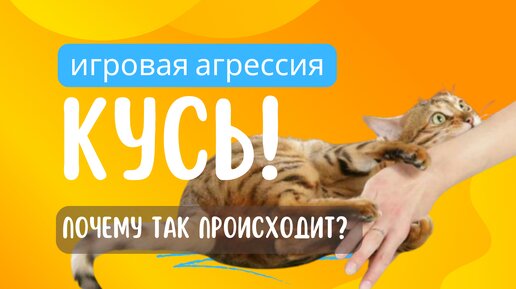 Игровая агрессия у кошек