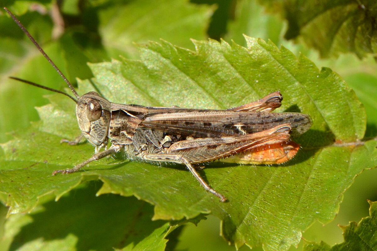 Дебри Прямокрылые. Саранчовое насекомое 7 букв сканворд. Phytodrymadusa miramae.