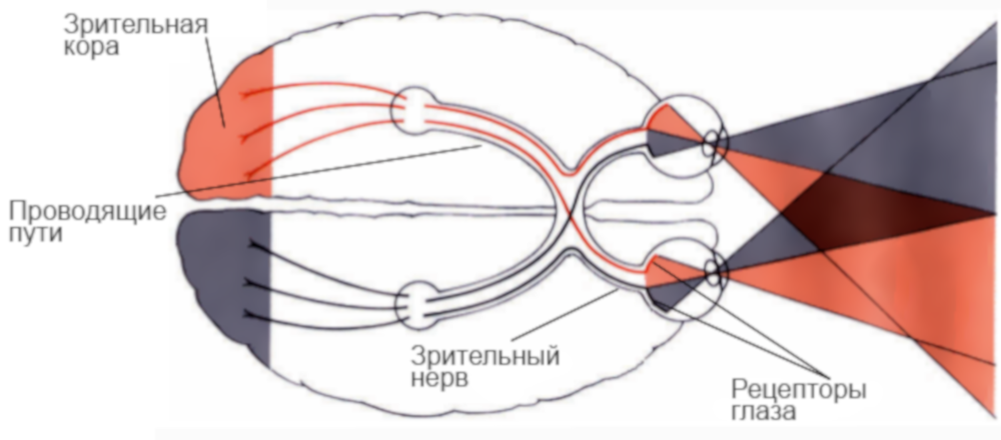 Мы видим мозгом. Зрительный анализатор строение сетчатки. Передача зрительного сигнала от сетчатки к зрительной коре. Зрительный анализатор зрительный Перекрест. Строение зрительного нерва глаза человека.