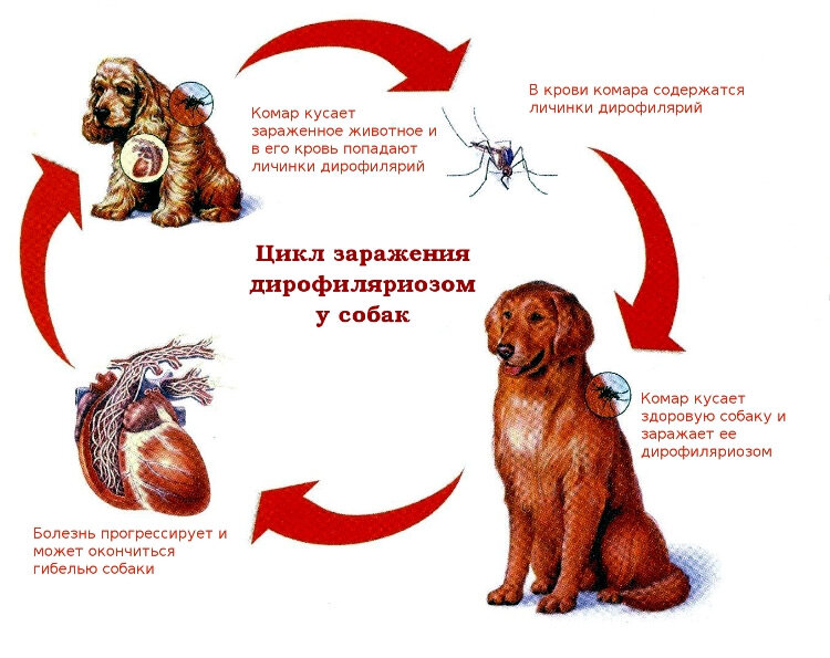 За свой многолетний опыт работы я нередко сталкивалась с различными историями, касаемо обработки собак и кошек.-2