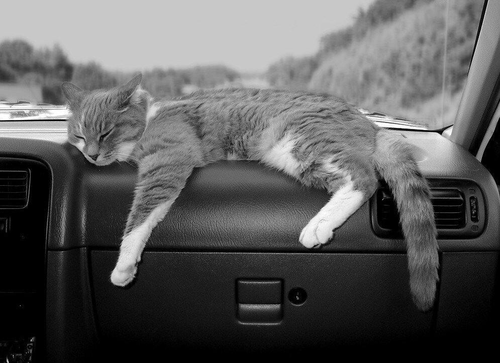 Кот на торпеде автомобиля