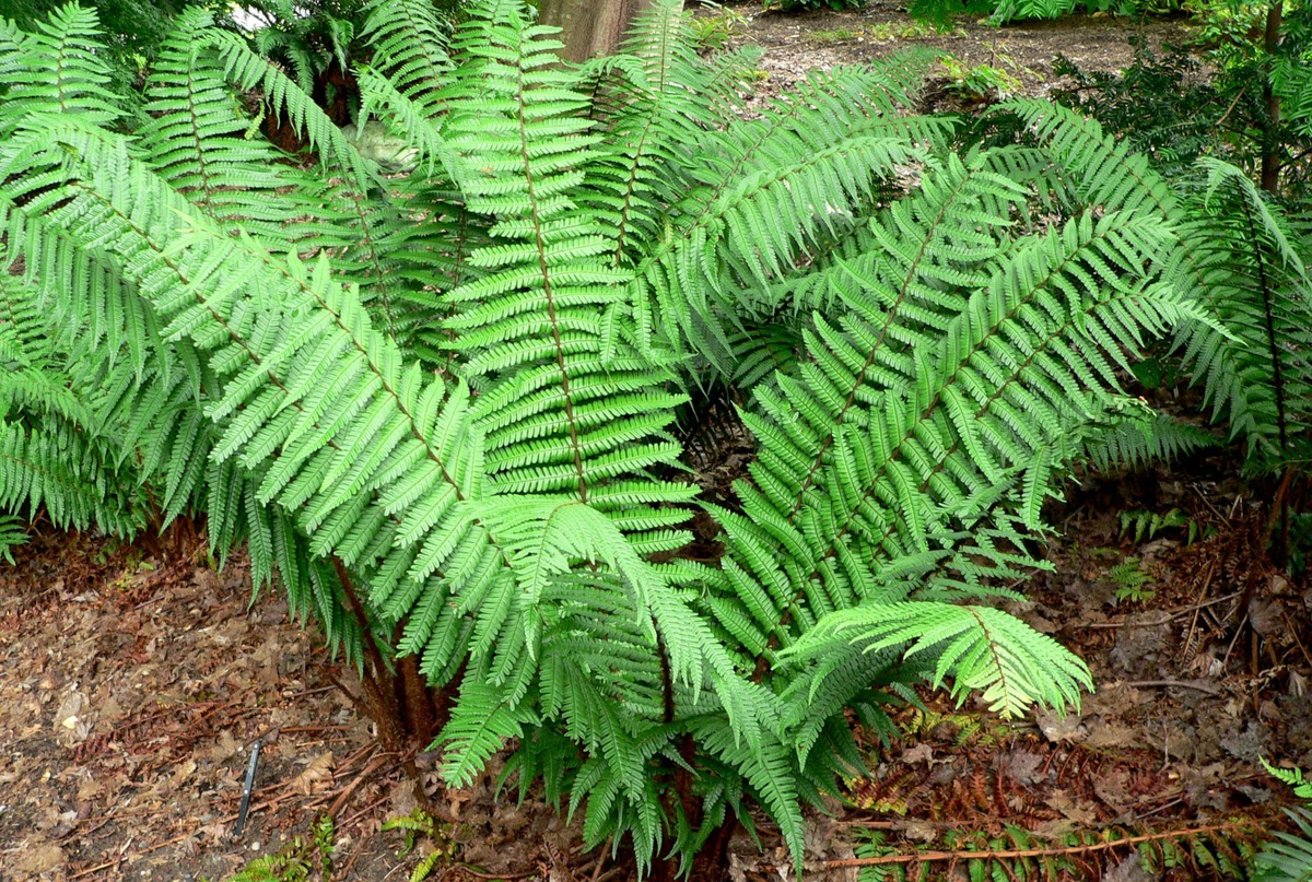 Trotz ihrer bescheidenen Größe verursachen Schnecken erhebliche Schäden im Garten.-3