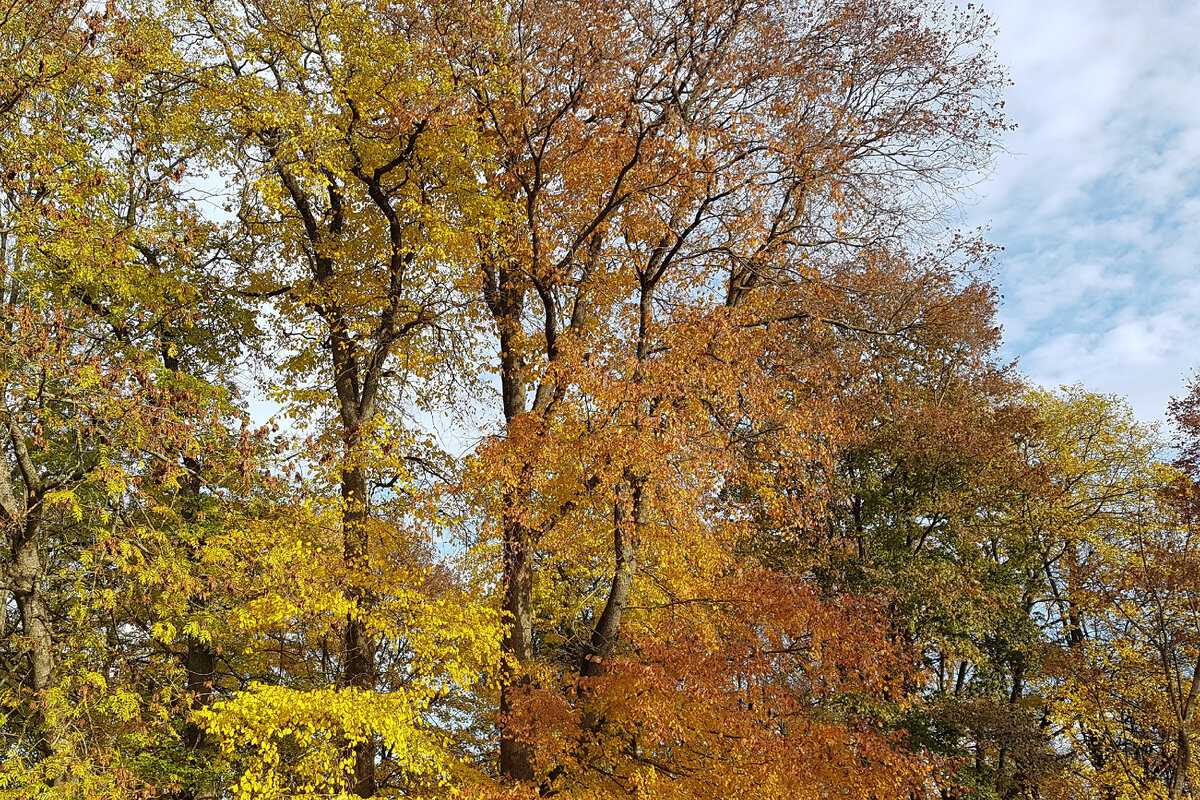 Осень - она не спросит, осень - она придет