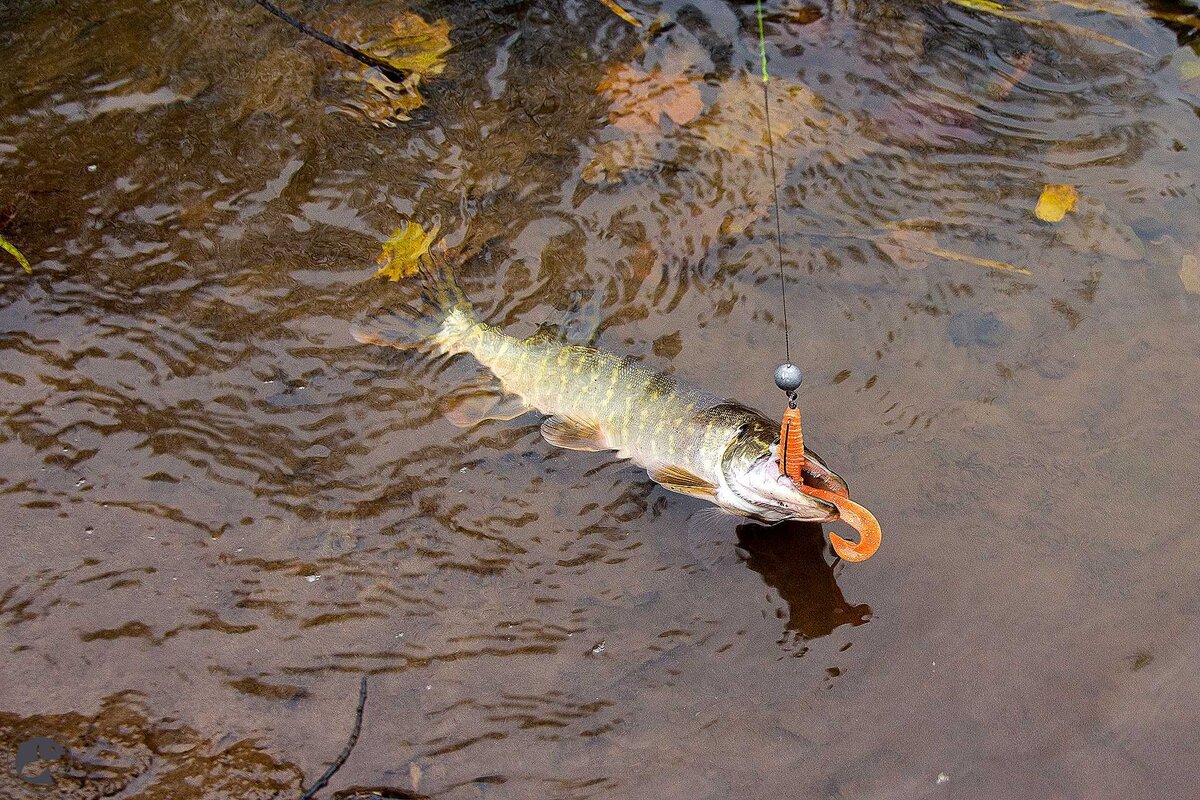 Фото с сайта: https://fishprofit.ru/wp-content/uploads/2020/11/5eba085s-1920_result.jpg