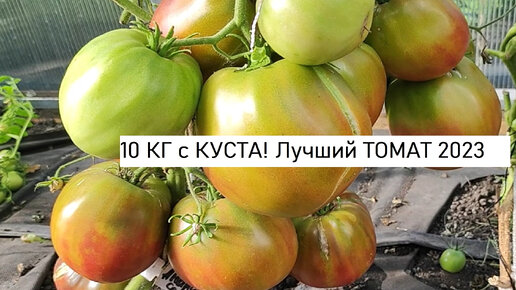 Посадила 1 раз этот сорт томатов, теперь сажаю ежегодно, этот томат ...