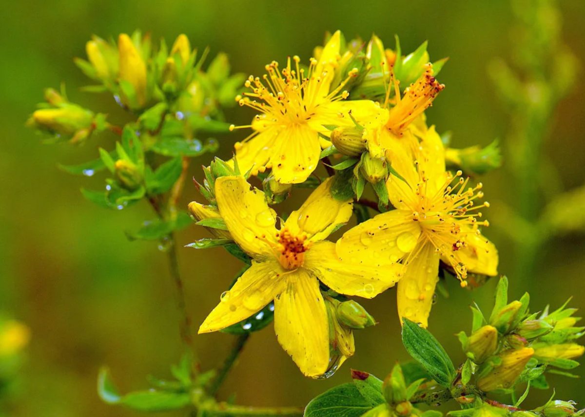 Зверобой продырявленный (источник фото: pro-dachnikov.com)