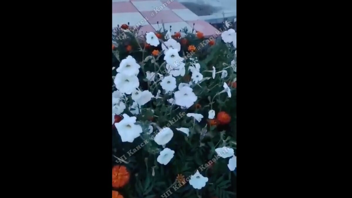     Жители Канска засняли на видео, как над городской клумбой летает «сибирская колибри».