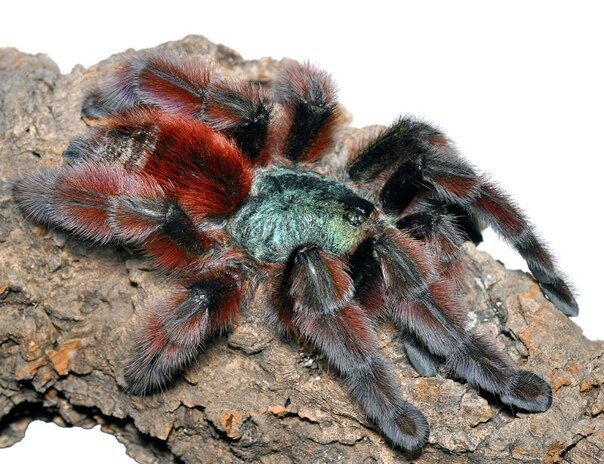 Обитель острова Мартиника,древесный птицеед заселяет пустоты или дупла деревьев делает себе воздушные гнезда. Очень красивый окрас птицееда привлекает киперов России для содержания данного вида у себя в коллекции, успешно разводиться в домашних условиях,Размер тела составляет около 5—6 см у взрослых особей, размах лап — до 17 см. Маленькие пауки имеют ярко-синюю окраску с белыми полосами на брюшке. С годами окраска меняется, и уже после 8—9 линьки пауки больше похожи на взрослых особей. В их окраске есть красные, зелёные и синие тона с металлическим отливом, а всё его тело покрыто длинными яркими волосками.

Паук имеет довольно спокойный характер и не является агрессивным, подойдет для новичка в качестве первого паука!