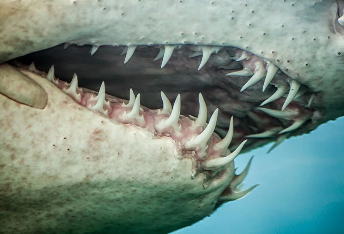 Большие зубы акулы. МЕГАЛОДОН клык. Тигровая Песчаная акула зубы.
