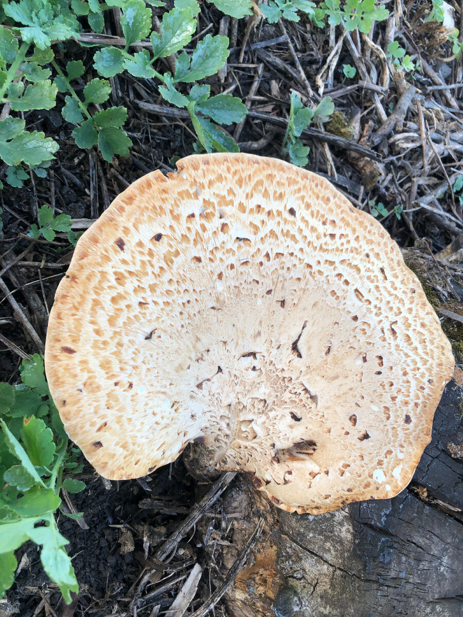 Гриб у нас на огороде 