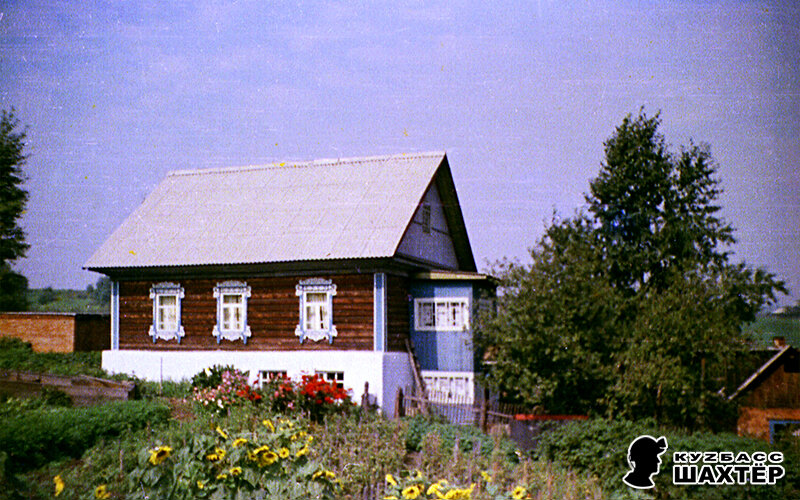 Фото автора. Подсолнухи в нашем огороде