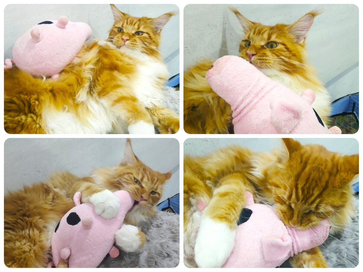 Мейн кун Степа.