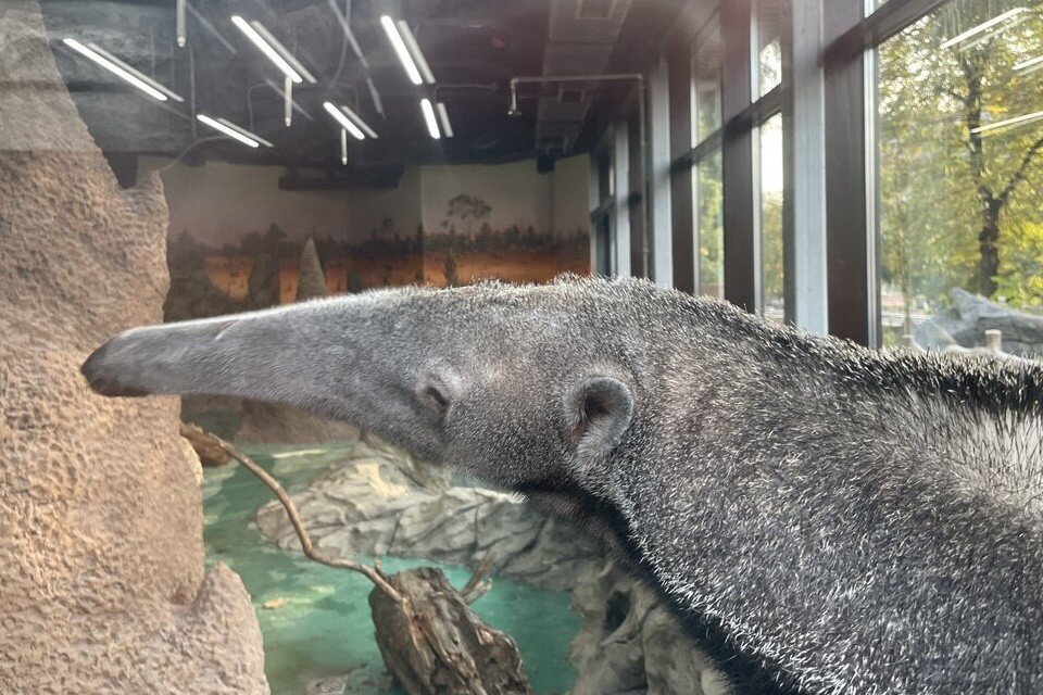    Впервые за полвека в Московском зоопарке поселился гигантский муравьед Московский зоопарк