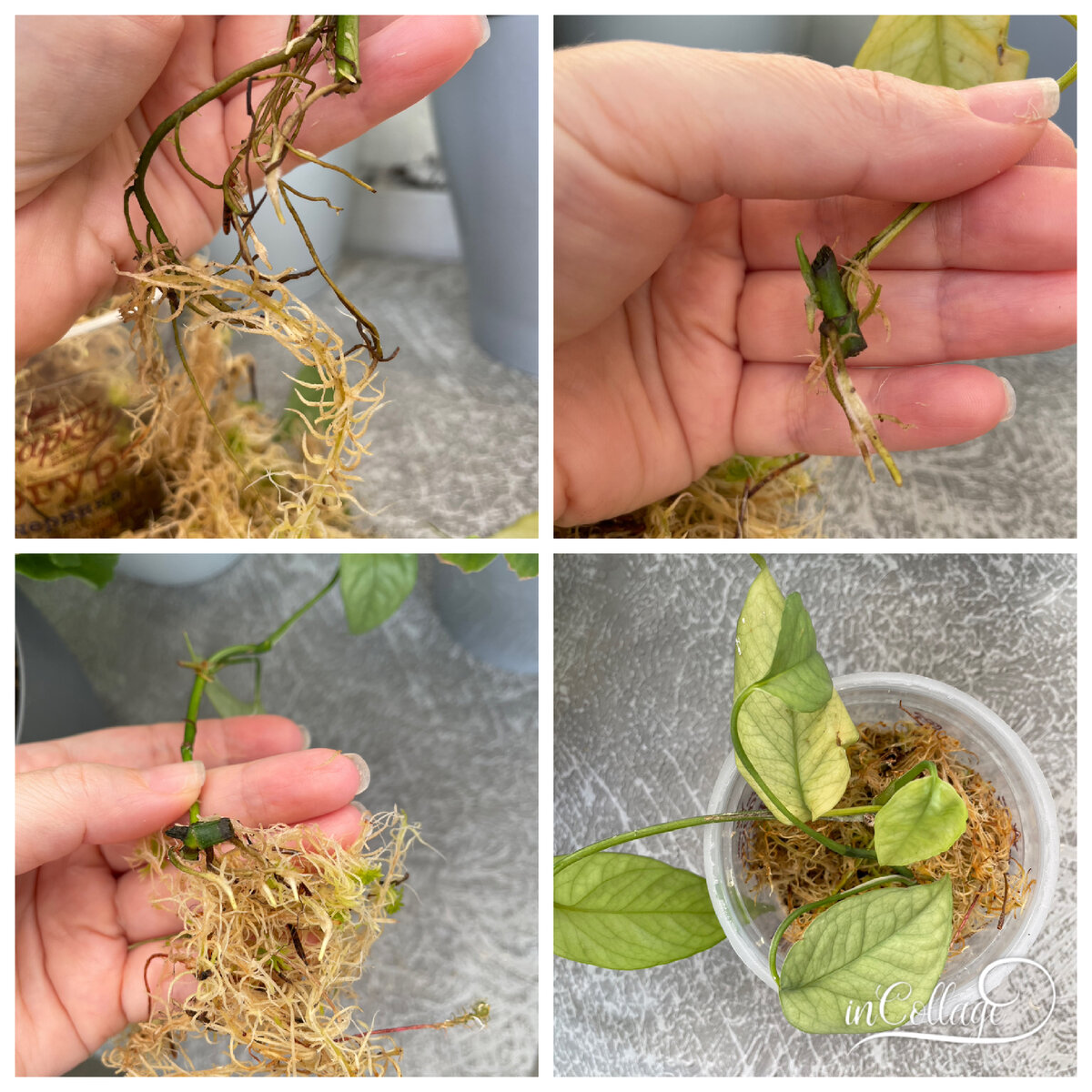 Черенки эпипремнума Cebu Blue. 