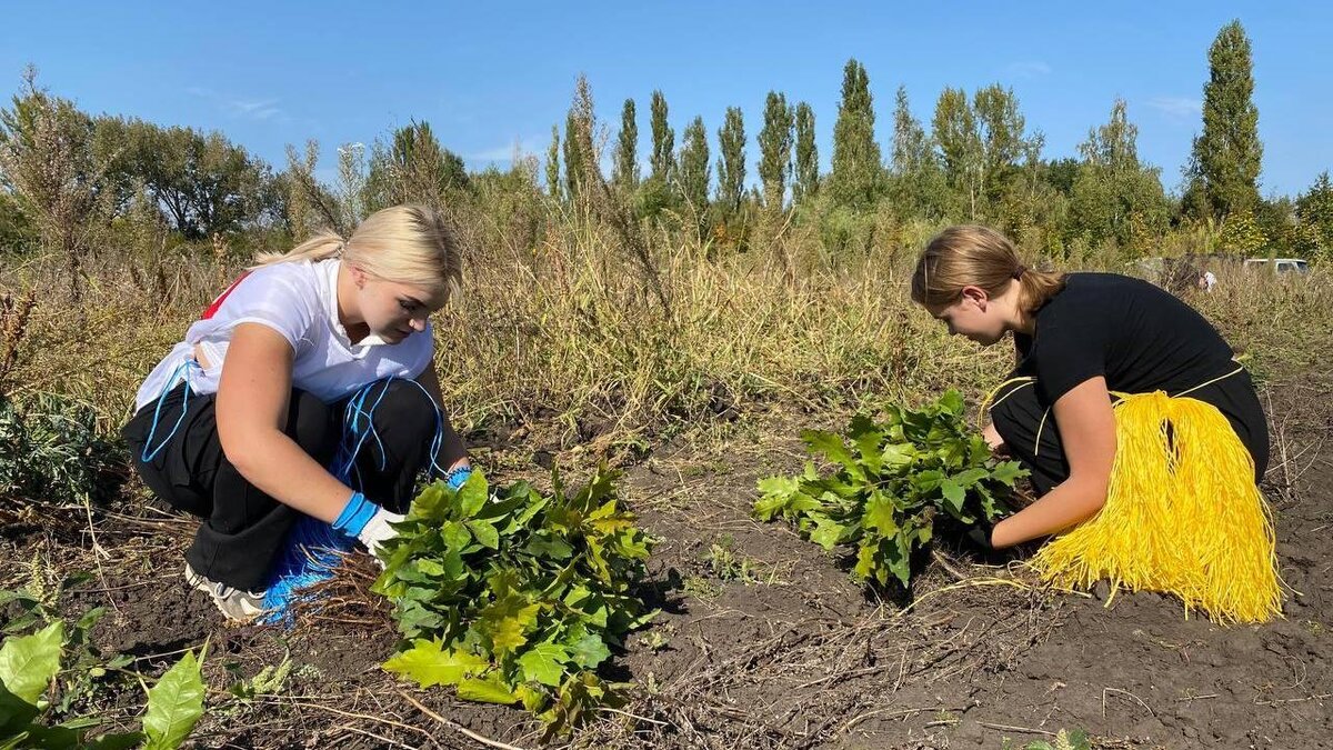    В Солнцевском районе подготовили к посадке 8 тысяч сеянцев дуба