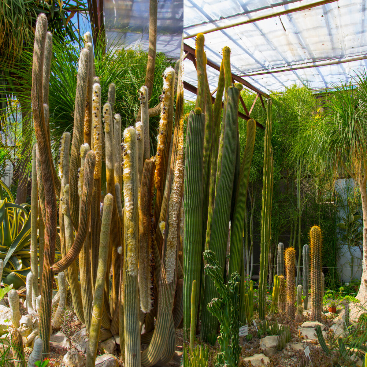 Гвоздичновидные